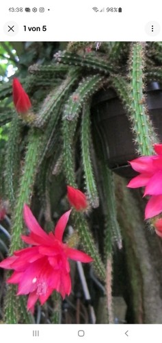 Peitschenkaktus rote blüten - rote,