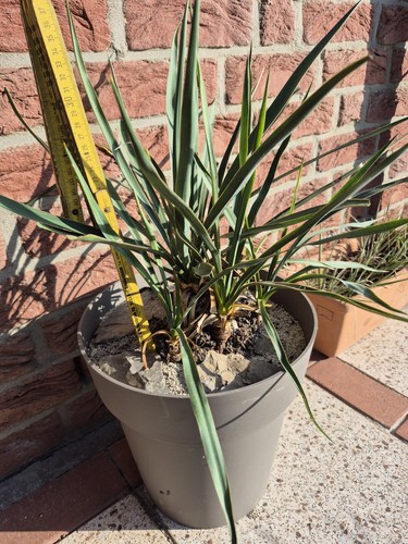 Yucca harrimaniae baccata - x,
