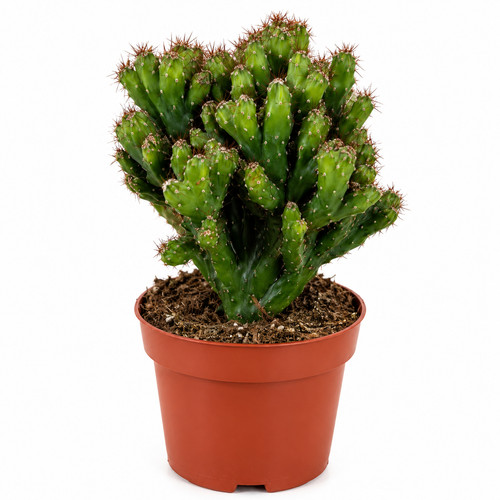 Felsenkaktus cereus repandus - felsenkaktus,