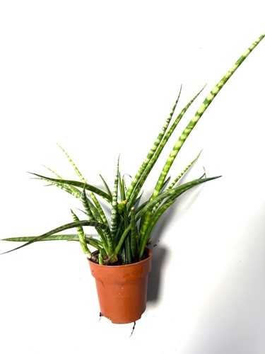 Sansevieria fernwood mikado - sansevieria,