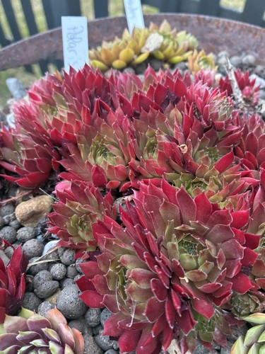 Sempervivum polaris - sempervivum,