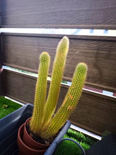 Kaktus grün blumentopf - kaktus,