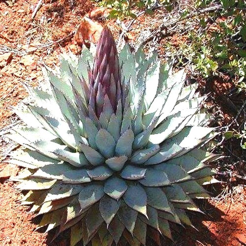 Agave parryi var - ,
