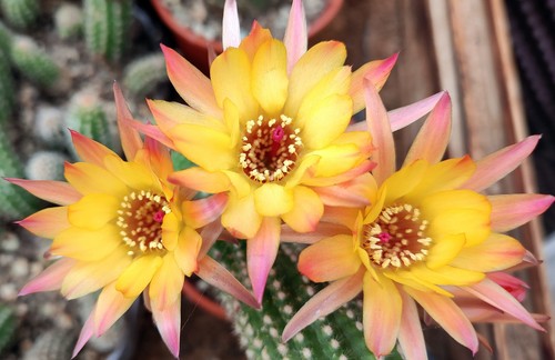 Chamaecereus abendsonne cm - abendsonne, 5