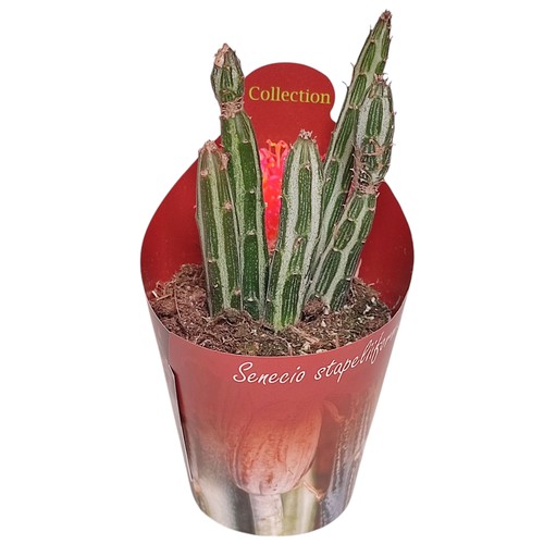 Senecio stapeliformis