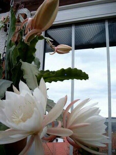 Epiphyllum blattkaktus - blattkaktus,