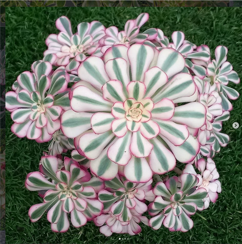 Aeonium chanel junge - aeonium, rosette
