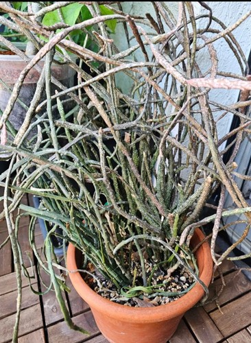 Euphorbia platyclada - ,