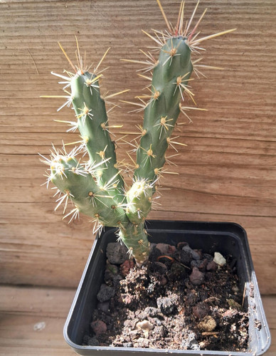 Cylindropuntia whipplei - ,