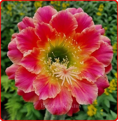 Trichocereus-Echinopsis-Hybrid