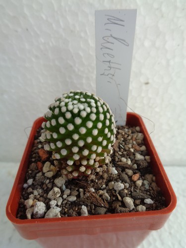 Mammillaria luethyi kaktus - we,
