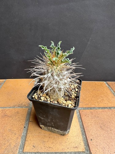 Pachypodium namaquanum