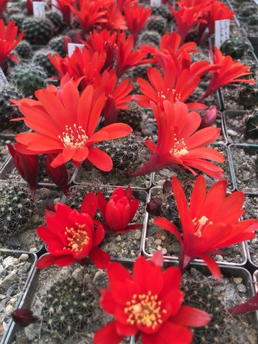 Aylostera kupperiona