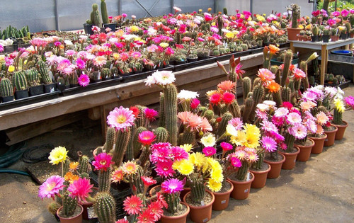 Verschiedene echinopsis - verschiedene,