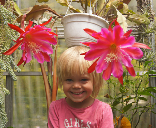 Blattkaktus epiphyllum hybride - epiphyllum,