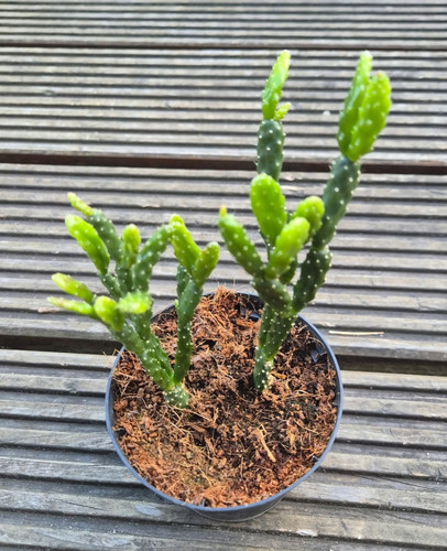 Schlumbergera opuntioides