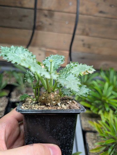 Dorstenia horwoodii - dorstenia,
