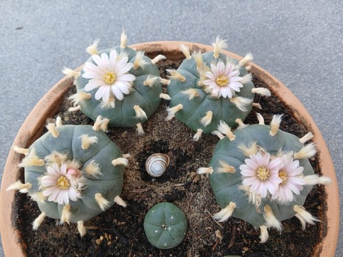 Echinocactus spec samen - 50,