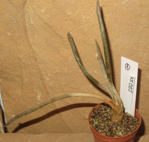 Astrophytum caput medusae - astrophytum, caput-medusae