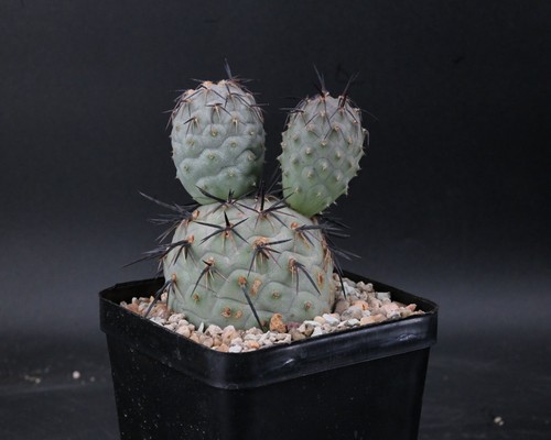 Tephrocactus geometricus - , cv
