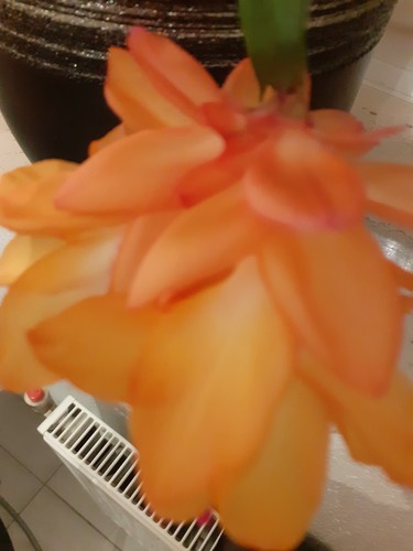 Schlumbergera orange