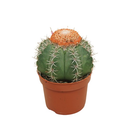Melonenkaktus mit haube - melonenkaktus,
