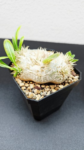 Pachypodium brevicaule ssp