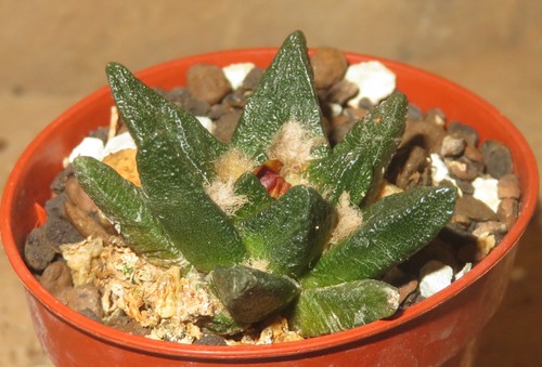 Ariocarpus scapharostrus
