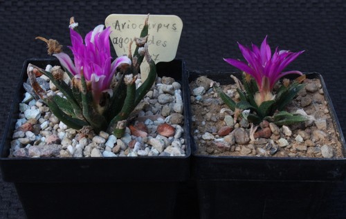 Set ariocarpus agavoides - ariocarpus,
