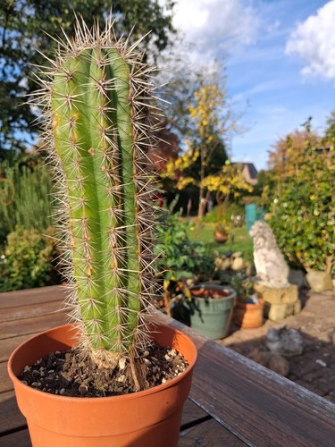 Kakteen pachycereus pringlei - kakteen,pachycereus,