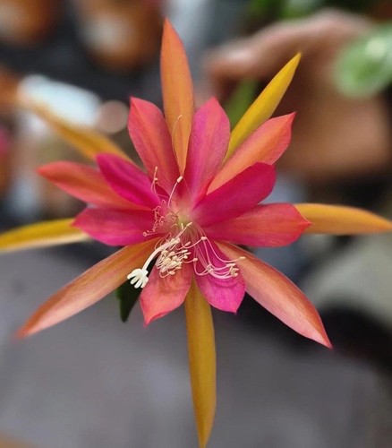 Epiphyllum,Blattkaktus