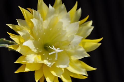 Epiphyllum hybride - epiphyllum,