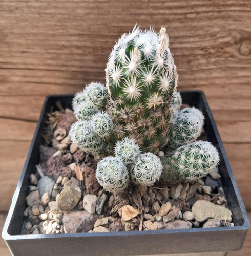 Escobaria sneedii v leei - sneedii,