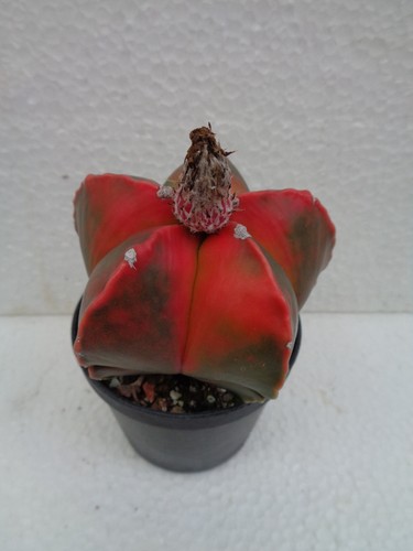 Astrophytum myriostigma koyoh - astrophytum,