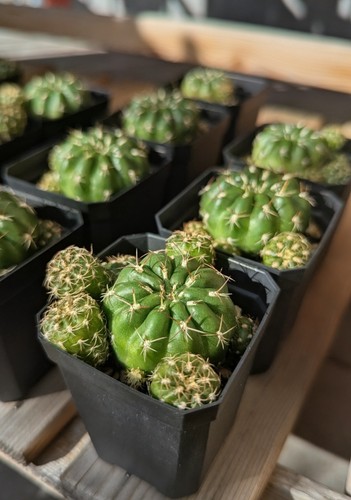 Echinopsis bauernkaktus - echinopsis,
