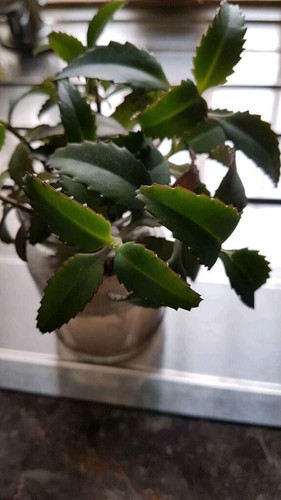 Ableger echte kalanchoe - ableger,