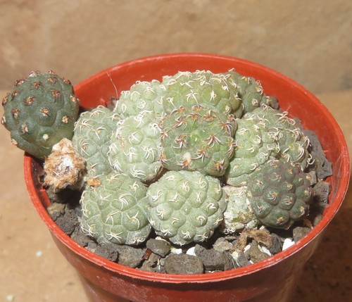 Puna bonnieae ka595 - eb-ka595, seltene