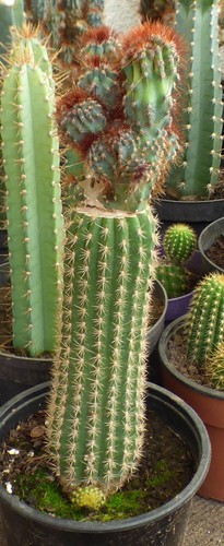 Cereus peruvianus monstruosus