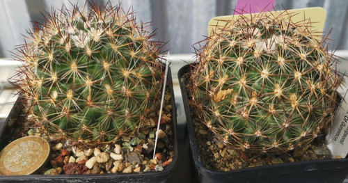 Pediocactus simpsonii