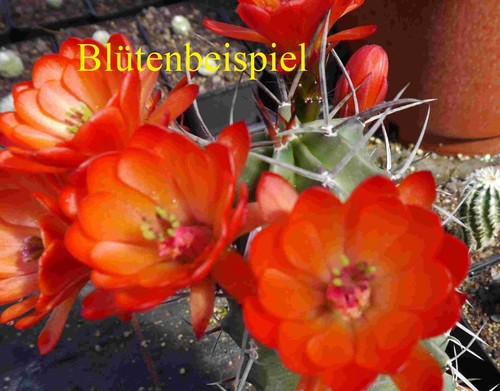 Echinocereus triglochidiatus