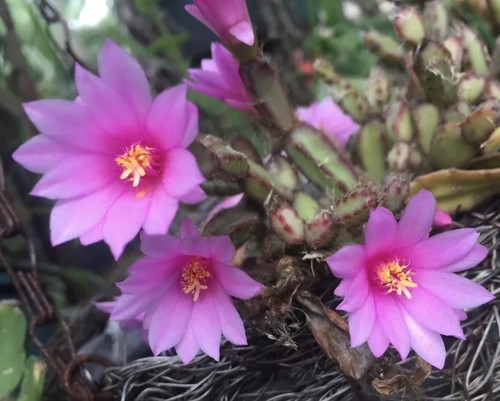 Hatoria rosea rhipsalidopsis - hatoria, rosea,