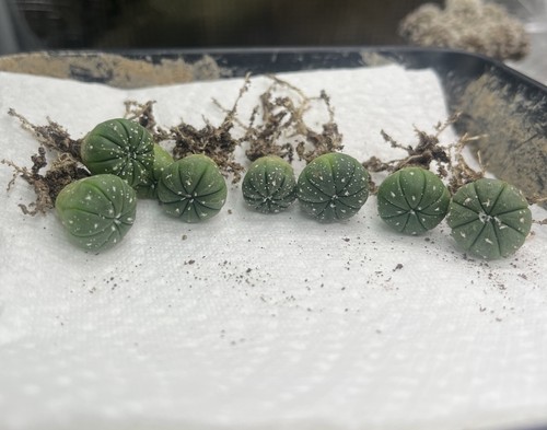 Astrophytum asterias sämlinge - asterias,