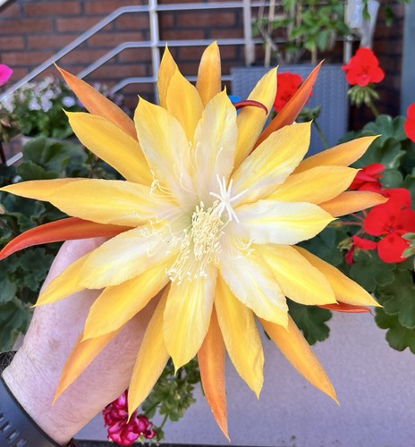 Epiphyllum blattkakteen - epiphyllum,