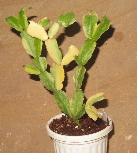 Schlumbergera norris - cv,