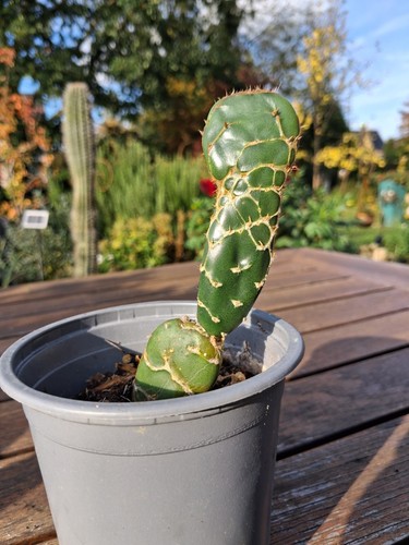 .Opuntia zebrina reticulata