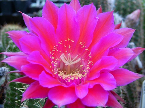 Echinopsis hybride - echinopsis,