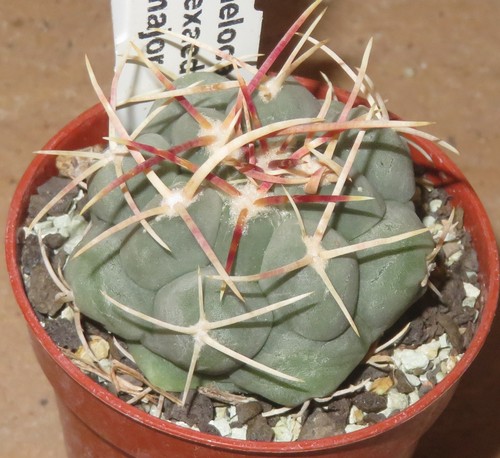 Thelocactus hexaedrophorus ssp