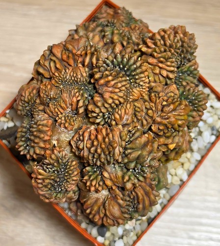 Gymnocalycium mihanovichii