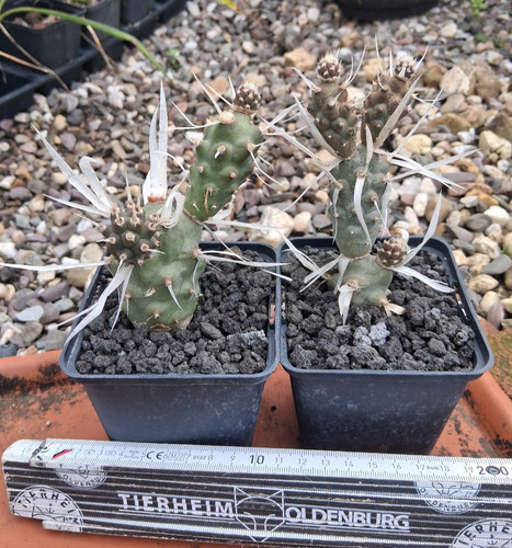 Tephrocactus articulatus var