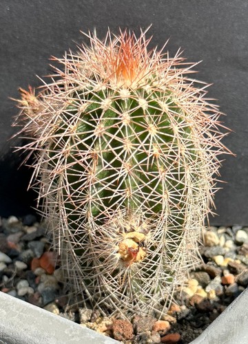 Echinocereus reichenbachii